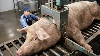 Inside A Pig Processing Factory | How Pigs Are Turned Into Sausages | How It&rsquo;s Made (Full Process)