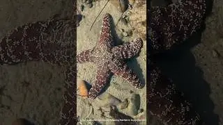 Denizyıldızı Erime Sendromu: Okyanusların En Hızlı Felaketi