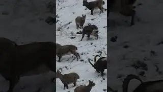 Ibex from my home