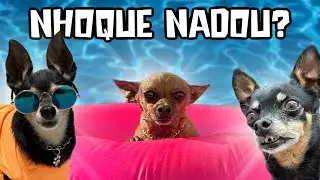 FIZEMOS TODOS OS GOSTOS DOS NOSSOS CACHORROS E ESSE FOI O RESULTADO