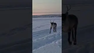Precious Reindeer&rsquo;s Happy Walk towards POV