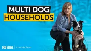 Living in a Multi-Dog House - How to Keep the Peace in Your Multiple Dog Household