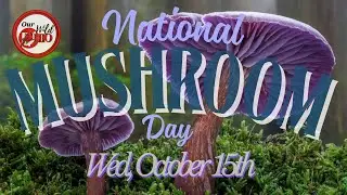 National Mushroom Day: Discover the Amazing World of Mushrooms!