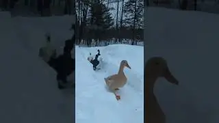 #duck #ducks #animallovers❤️ #animallover #snow #heaven #walk #park #enjoylife #environment #funnyme