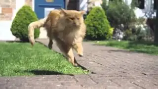 O2 commercial: Be more dog