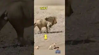 #lion #animals #wildlife #dog #motivation #youtube #cubs #deskmini #funny #youtubeshort #comedy #pow