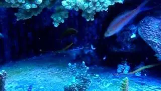 yellowbanded pipefish feeding
