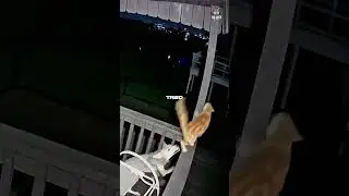 Never ever declaw your cat 😱