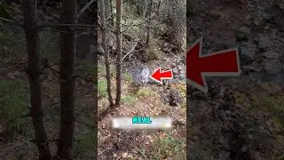 Она встретила волка, или нет? 🐺😱 #шорты