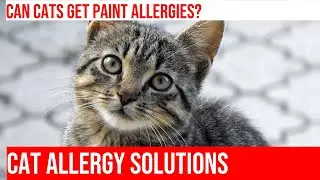 Are Paint and Wall Finishes Safe for Cats? | Allergy Prevention Tips