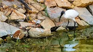 black headed ibis feeding behaviour