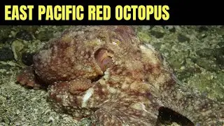 East Pacific Red Octopus 44 | Salish Sea Marine Wildlife