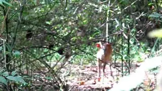 Barking Deer Calls
