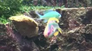 Exquisite Fairy Wrasse (Cirrhilabrus exquisitus)