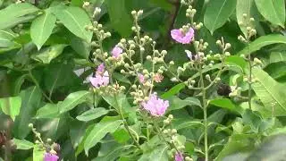 Panasonic HC-V520: kiểm tra (test)