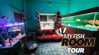 my fish room tour 🐬
