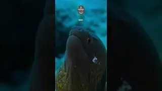 Moray eels - AMAZING FACTS