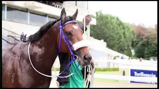 Wylie Hall - Breeding To Win 2019 (Tellytrack)