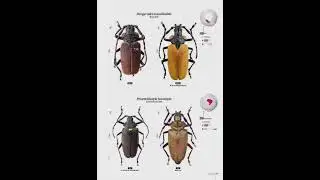 The Fascinating World of Prionids Beetles 7, insect-Books #Cerambycidae  #Entomology #insects