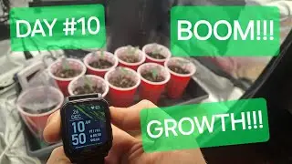 WINTER SEED TO HARVEST DAY #10! EXPLOSIVE GROWTH AFTER FEEDING!! Space Queen, 222, NL x C99,