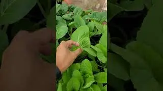 Urban Container Gardening