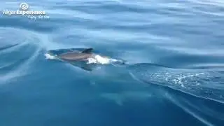 Dolphin watching  Caves boat triptour by AlgarExperience Albufeira, Algarve, Portugal