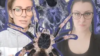 TOP 5 TARANTULAS &middot;RIGHT NOW&middot; ft Karolina's Tarantulas