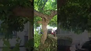 #Sacredtrees #Treelove