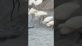 Little egret birds hunting fish in the Canal #birds #birdsound #nature #forest #wildlife #shorts