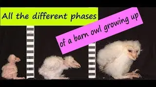 BARN OWL GROWTH & DEVELOPMENT GUIDE // The different phases of raising a barn owl