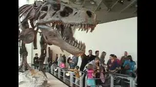Sue the Dino- 02/14/13