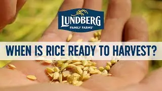 When Is Rice Ready To Harvest?