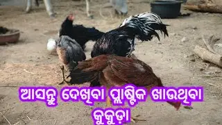କଣ ହେଇଛି aseel ମାନଙ୍କୁ? #youtube #youtuber #aseelmurga #aseel #exotic #kabootar #angul #odisha 
