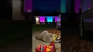 Raccoon's 2AM Snack Drop 🎤