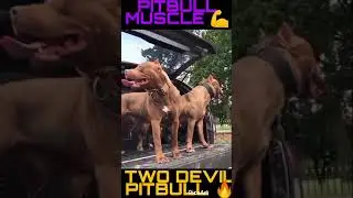 2PITBULL DEVILS || LOOK 👀 PITBULL MUSCLE || MUSCLE DOG  |DOGS LOVERS ||MUSCLE PITBULL  #shorts