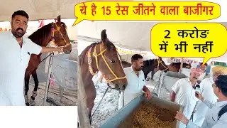15 रेस जीत चुका बाजीगर 2 करोड़ में भी नहीं देना/ तिलवाड़ा बालोतरा पशु मेला Horse Market Balotra 2025