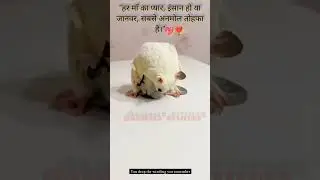 Cute #animals_lover #akhhyyl #birds