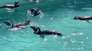 Blackpool zoo penguins
