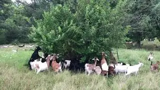 Goats Devour Invasive Shrubs