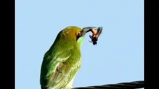 Bee-eater removing the stinger of a Bee - best video