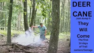 DEER CANE  = the first 14 day of trail cam footage