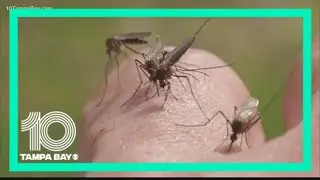 Genetically modified mosquitoes: What you need to know
