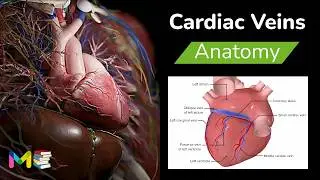 CARDIAC VEINS ANATOMY (Venous Drainage Of The Heart) l Heart Anatomy