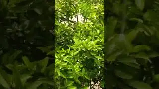 #rain #rainsounds #raining #nature #earth #calm #heng #youtubeshorts #fypyoutube #fypage #shorts