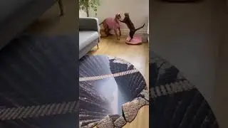 Dog Cannot Escape 1 #viral #funny #chihuahuafanclub