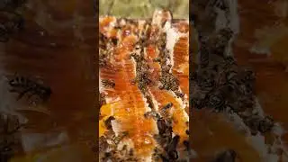 Do bees eat honey?