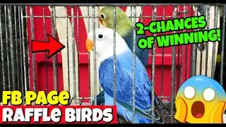 RAFFLE TIME NA MGA KABUTINGTHING! LIKE AND FOLLOW DADDY BUTINGTHINGS MINI AVIARY FACEBOOK FAN FAGE