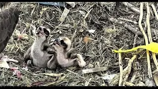 Chesapeake Conservatory Osprey Chicks Have a Good Feeding 2018 05 26