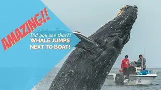 Humpback Whale Breaches Just Feet From Whale Watching Boat in California!