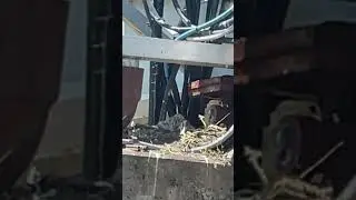 Babies Birth on the Nest is waiting mother brings food in